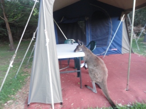A sneaky kangaroo getting some leftovers from our campsite